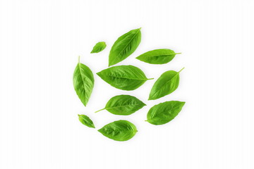 Fototapeta na wymiar isolated fresh green basil herb leaves on white background top view
