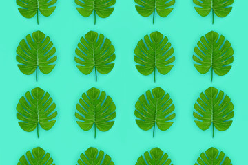 Tropical palm monstera leaves lies on a pastel colored paper. Nature summer concept pattern. Flat...
