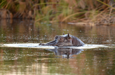 Fototapeta premium Nilpferd im Chobe River