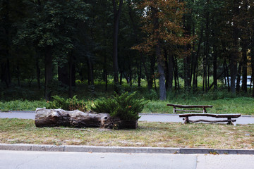 Bench in autumn park. Autumn landscape.