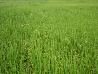 field of green grass,organic rice farm