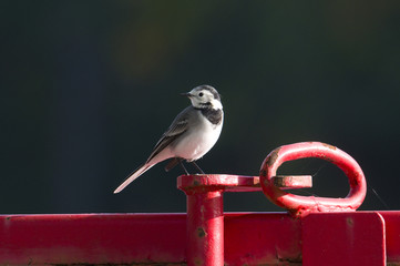 Fototapeta premium Adult Wagtail on a pole in Bromma, Stockholm