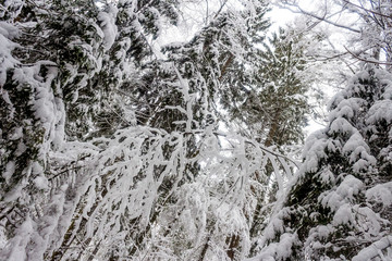 Russian forest in the frosty January day after the strongest snow blizzard. All last night it was snowing, which was accompanied by a strong north wind. Santa Claus sent the next winter gift for Xmas