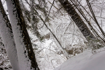 Russian forest in the frosty January day after the strongest snow blizzard. All last night it was snowing, which was accompanied by a strong north wind. Santa Claus sent the next winter gift for Xmas