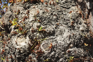 alter knorriger Baumstumpf