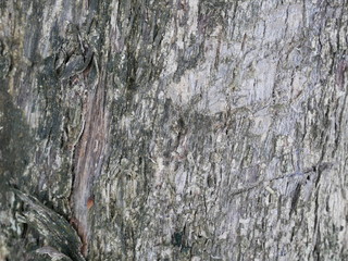 tree bark texture