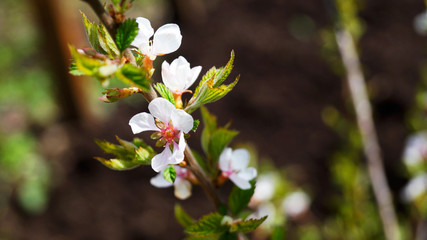 branch of the cherrytree