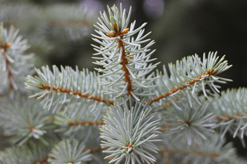 Naklejka na ściany i meble Blue spruce tree pins background in horisontal position