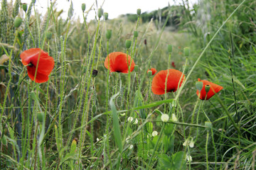 Poppy flower on the field of wheat summertime