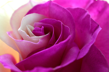 róża w kolorze biało-amarantowym
