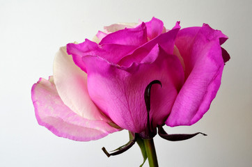 róża w kolorze biało-amarantowym