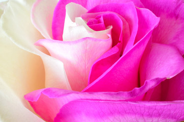 Fototapeta róża w kolorze biało-amarantowym obraz