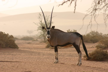 Gemsbok 6