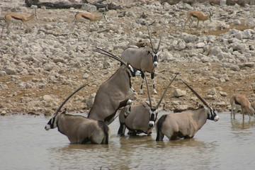 Gemsbok 5
