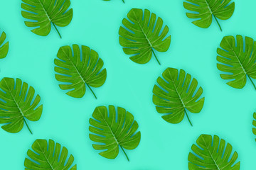 Tropical palm monstera leaves lies on a pastel colored paper. Nature summer concept pattern. Flat...