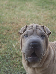 isabella shar pei puppy