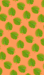 Tropical palm monstera leaves lies on a pastel colored paper. Nature summer concept pattern. Flat...