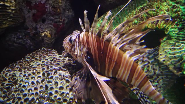 Pterois miles, the devil firefish or common lionfish. Aquarium, New Jersey Kembdon