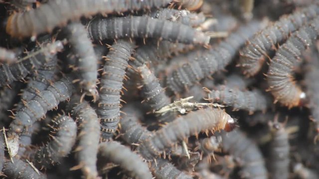 A lot of swarming worms in ground. Grave worms, death worm (And they shall lie down alike in the dust