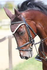 Fototapeta premium Head shot close up of a beautiful young sport horse during competition