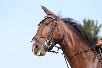 Obraz premium Head shot close up of a beautiful young sport horse during competition