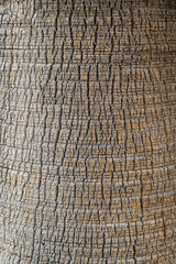 fig palm tree stem closeup macro cracks