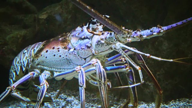 Spiny lobsters, also known as langouste or rock lobsters are a family (Palinuridae), Adventure Aquarium, Camden, New Jersey, USA