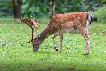 fallow deer eating