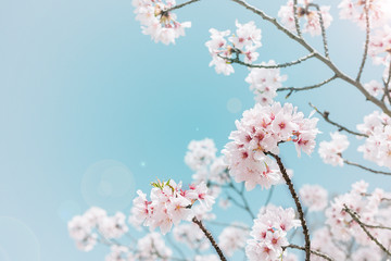 Cherry blossom in the Hanami festival  is blooming beautifully on a blue background in Osaka, spring season of japan. © Sumala
