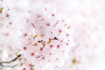 Cherry blossom in the Hanami festival  is blooming beautifully on a blue background in Osaka, spring season of japan.