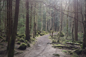 Fototapeta na wymiar Harz