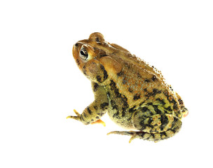 Focus Stacked Image of a Southern Toad Isolated on White