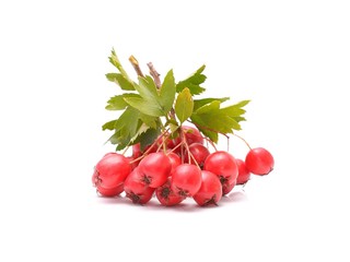 Ripe hawthorn with leaves on a white background