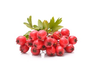 Ripe hawthorn with leaves on a white background