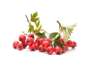 Ripe hawthorn with leaves on a white background