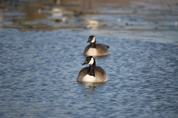 Canada geese (goose) on lake