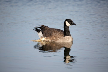 Canada geese (goose) on lake