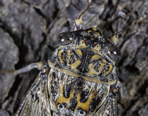 Close up of cicada showing the red ocelli