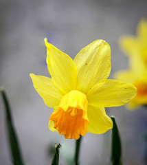 yellow daffodil on gray background