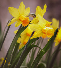 daffodils on gray background