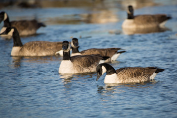 Canada geese swimming in lake