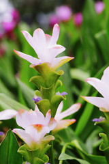 Bush of the sessilis bouquet or Siam Tulip Bloom in the rainy season in Thailand.