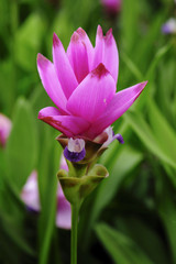 Bush of the sessilis bouquet or Siam Tulip Bloom in the rainy season in Thailand.