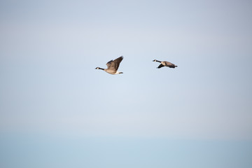 Canada geese in flight
