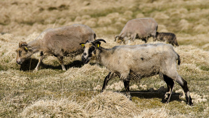 Moutons à Lofotr, Nordland, Norvège