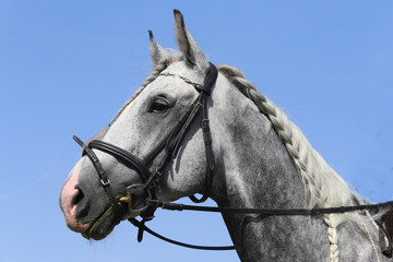 Naklejka na ściany i meble Head shot close up of a beautiful young sport horse during competition