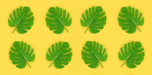 Tropical palm monstera leaves lies on a pastel colored paper. Nature summer concept pattern. Flat...