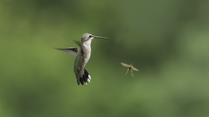 Hummingbird Making Way for a Wasp