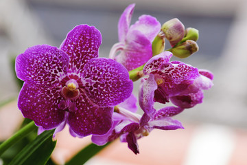 Fototapeta na wymiar beautiful pink orchid flower blooming at Thailand in rainy season