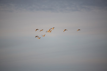 flock of flying sandhill cranes on blue cloudy sky